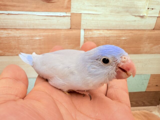 マメルリハ