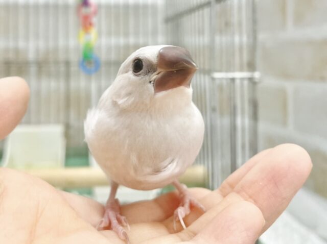 最新画像あり！輝くシルバー✨🤍シルバー文鳥