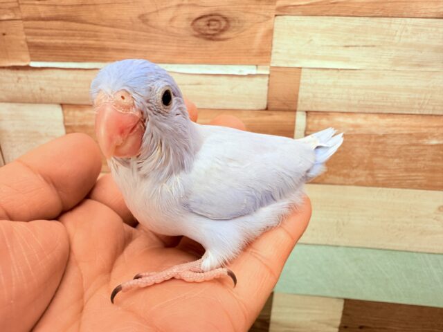 マメルリハ
