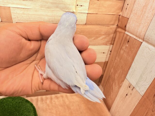 マメルリハ