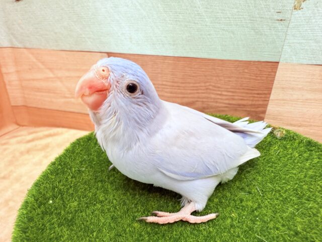 マメルリハ