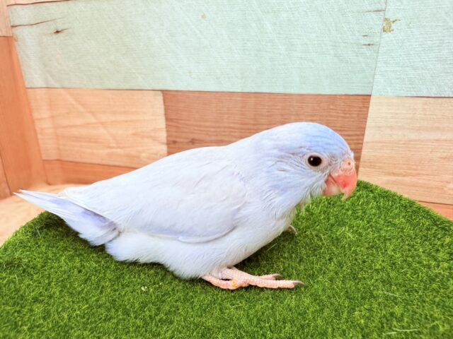 マメルリハ