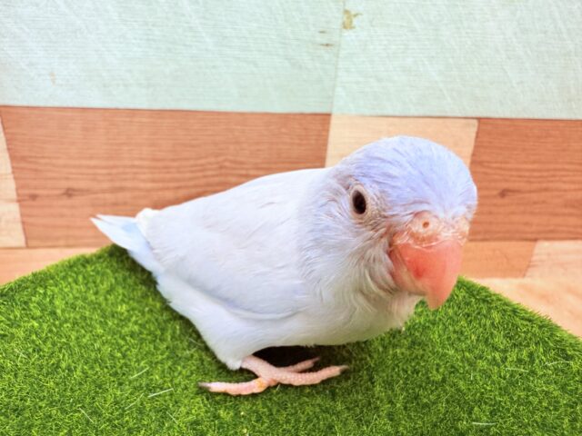 マメルリハ
