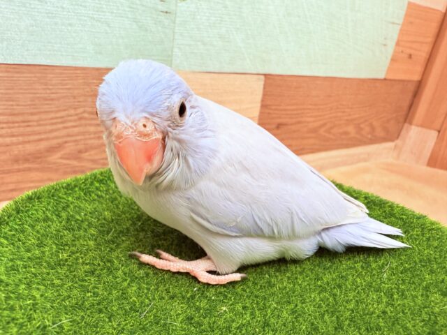 マメルリハ