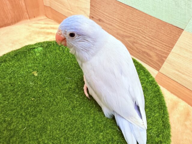 マメルリハ