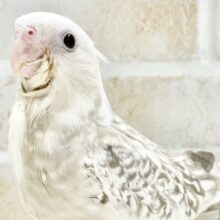 最新画像あり⭐️優しい色合い〜🤍🩶オカメインコ（WFシナモンパール）