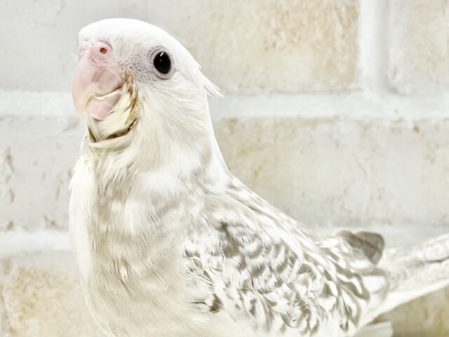 最新画像あり⭐️優しい色合い〜🤍🩶オカメインコ（WFシナモンパール）