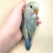 【最新画像更新🪄︎︎】遊ぶのだ〜い好き❣️コザクラインコちゃん（シナモン）