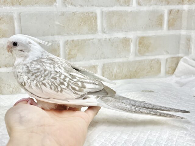 オカメインコ