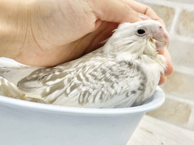 オカメインコ