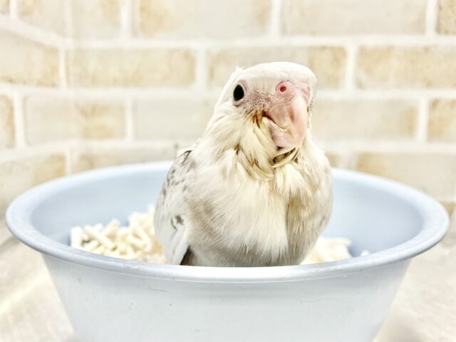 オカメインコ