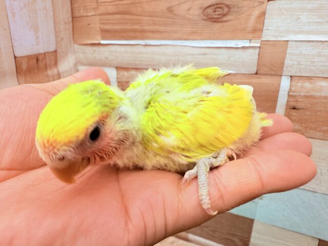 コザクラインコ（小桜インコ）