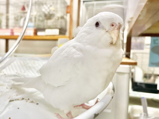 オカメインコ