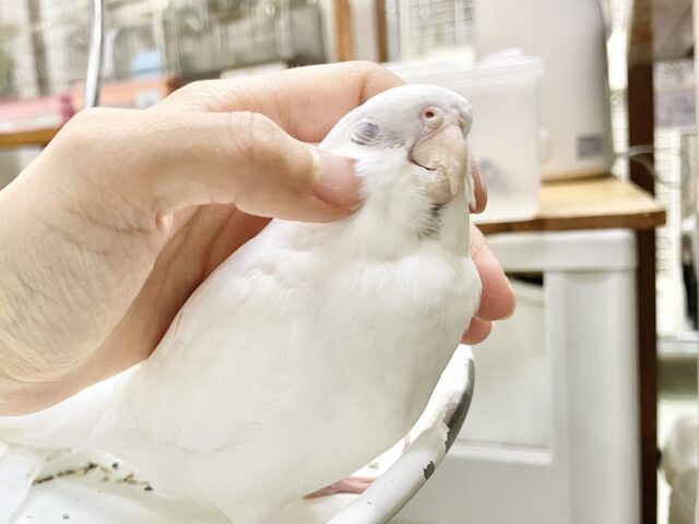 オカメインコ