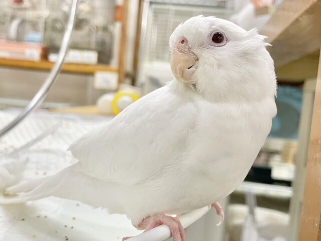 オカメインコ