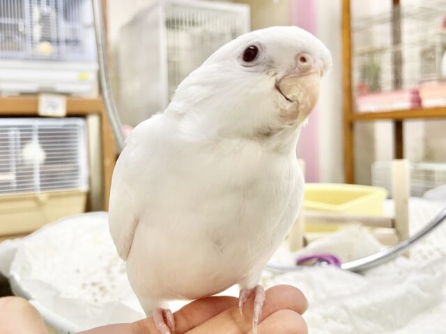 最新画像あり！動画あり！真っ白ボディ🤍✨オカメインコ（ピュアホワイト）