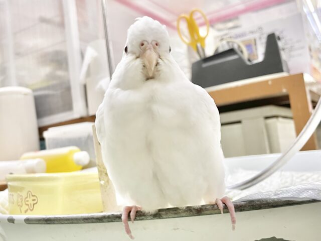 オカメインコ