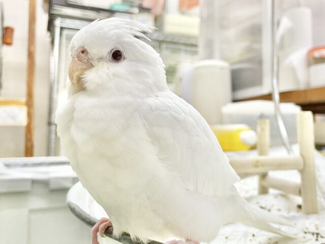 オカメインコ