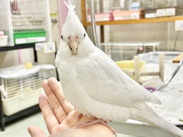 オカメインコ