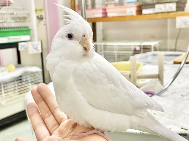 オカメインコ