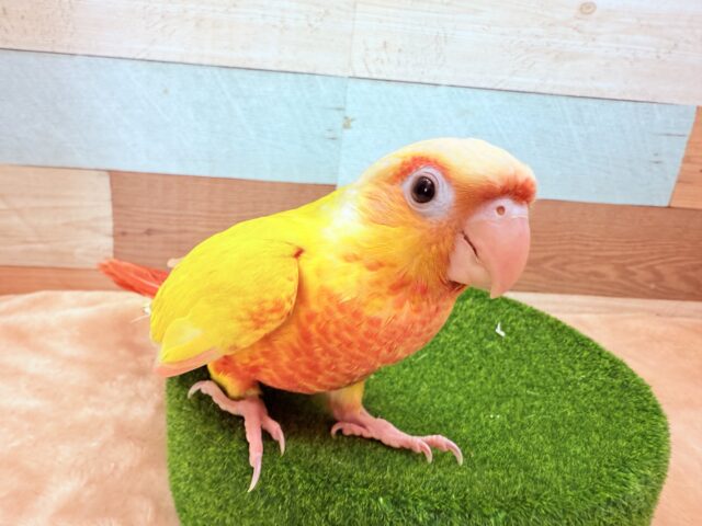 ホオミドリウロコインコ