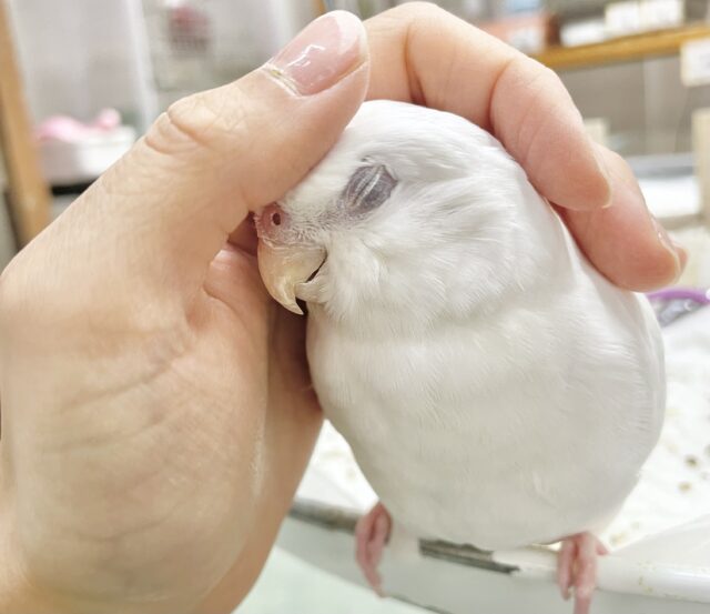 オカメインコ