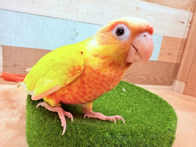 ホオミドリウロコインコ