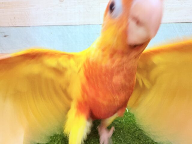 ホオミドリウロコインコ