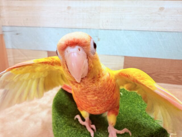 ホオミドリウロコインコ
