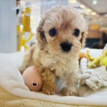 ボクの成長って楽しみ〜？ミックス犬くん(アメリカンコッカースパニエル×トイプードル)