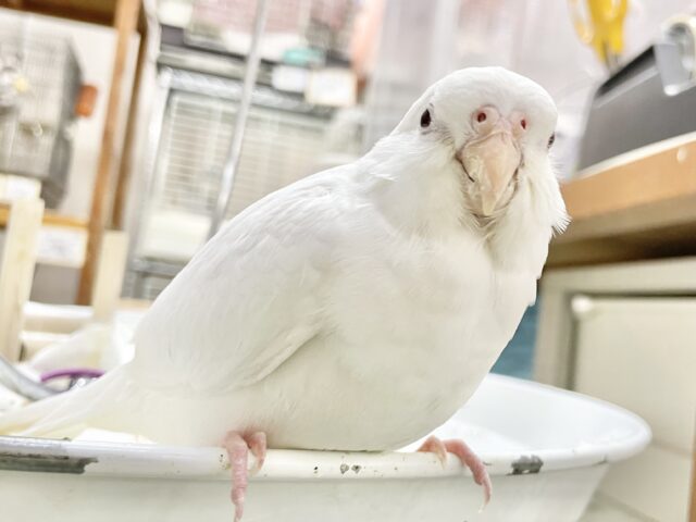 オカメインコ