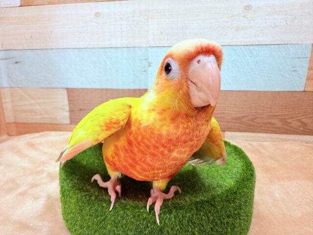 ホオミドリウロコインコ