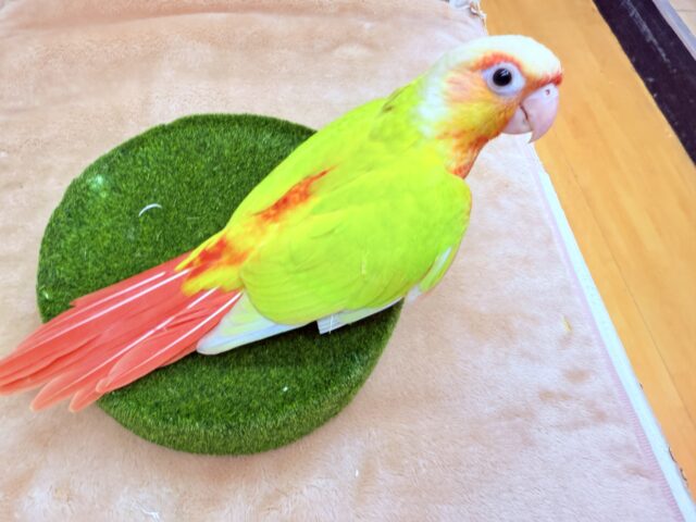 ホオミドリウロコインコ