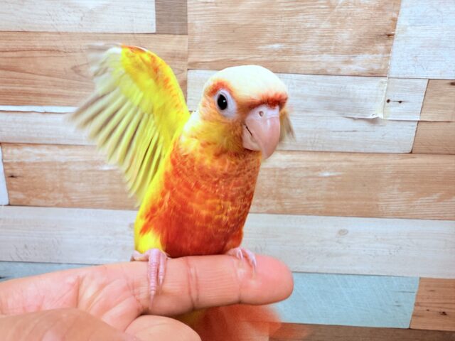 最新画像あります🌟明るいイエローが素敵なサンサンカラー☀️ウロコインコのサンチーク❣️