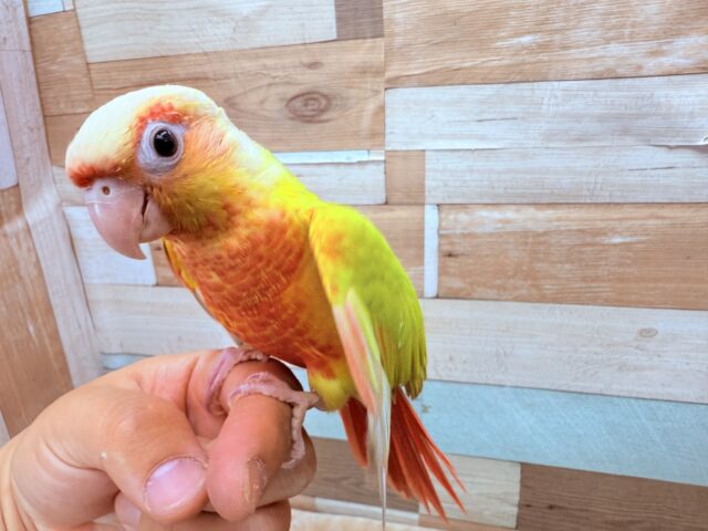 ホオミドリウロコインコ