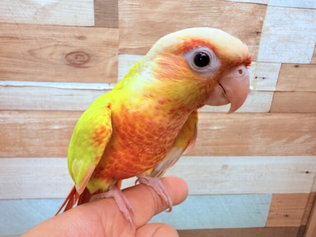 ホオミドリウロコインコ