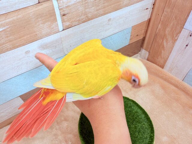 ホオミドリウロコインコ