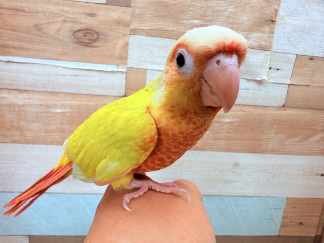 ホオミドリウロコインコ