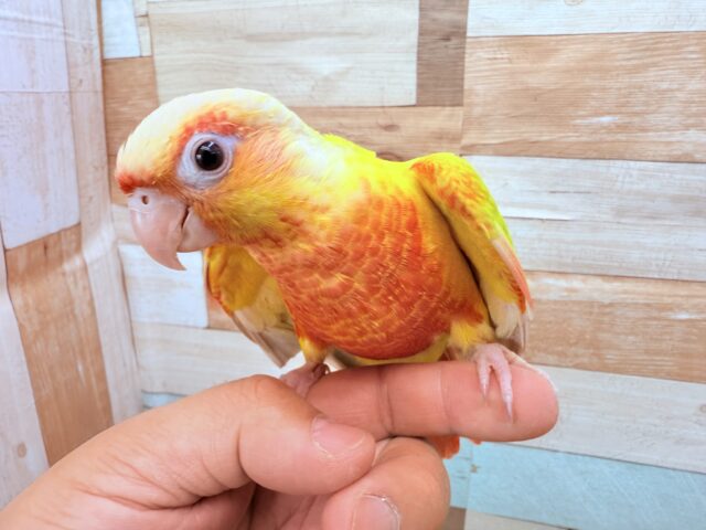 ホオミドリウロコインコ