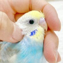 最新画像あり⭐️元気いっぱいのパステルカラー🩵💛セキセイインコ（パステルレインボーパイド）