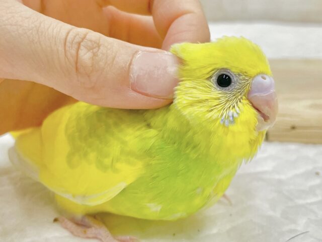 最新画像あり⭐️タンポポさん🌼💚セキセイインコ（グリーンスパングルパイド）