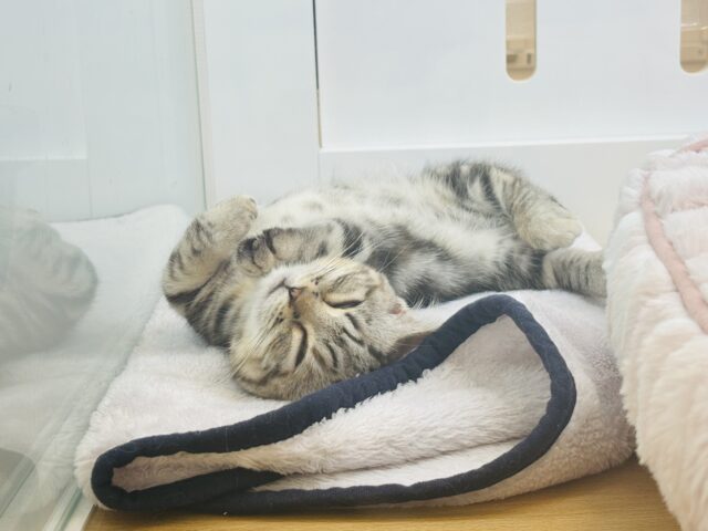マンチカン