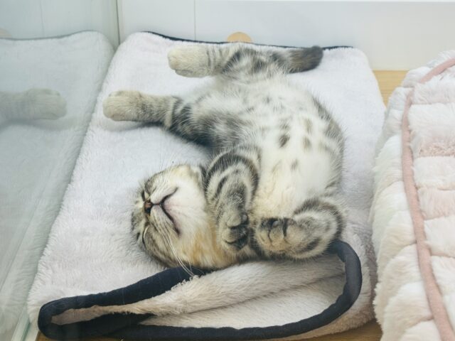 マンチカン