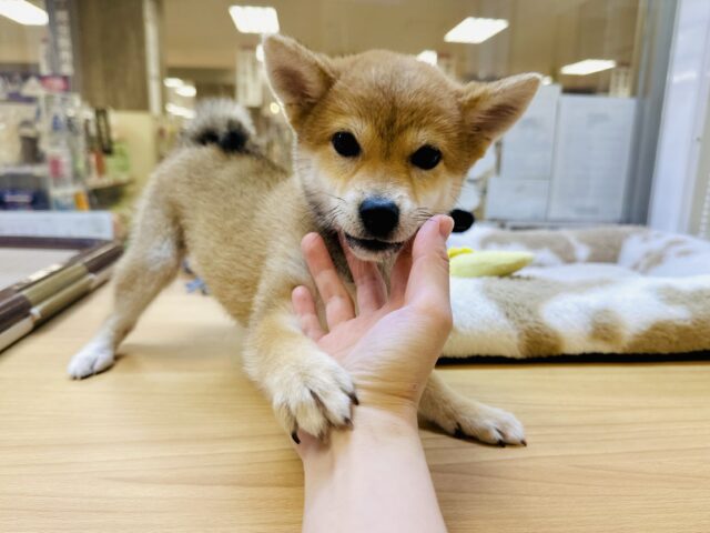 豆柴