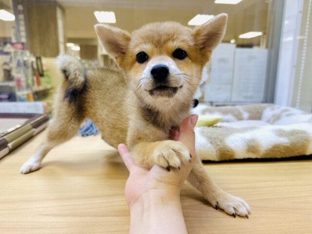 大きくなったよ❣️豆柴の女の子🎵
