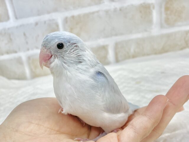 マメルリハ