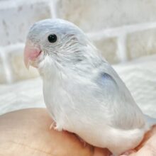 最新画像あり⭐️人気カラー🩵マメルリハインコ（アメリカンホワイト）