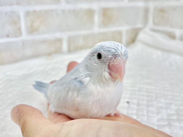 マメルリハ