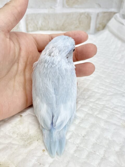 マメルリハ
