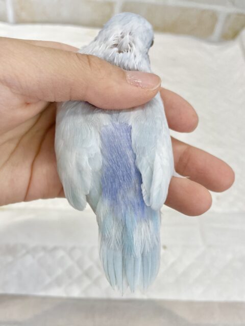 マメルリハ